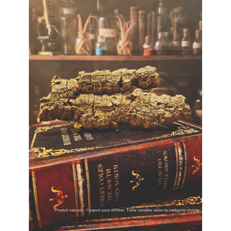 Écorce en liège naturel - The Snail's Apothecary