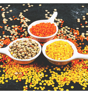 Sprouting Seeds – Lentils – The Snail’s Apothecary