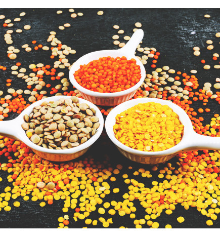 Sprouting Seeds – Lentils – The Snail’s Apothecary