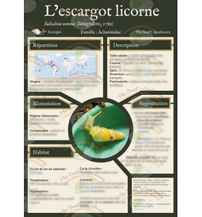 Subulina octona Unicorn Snail Care Sheet - Snail's Apothecary