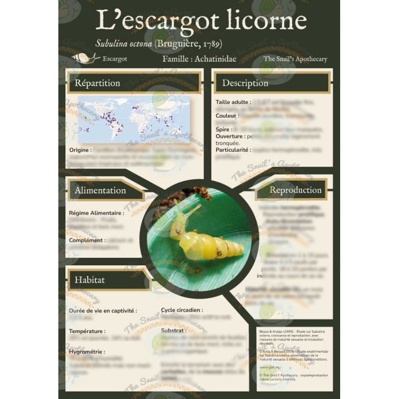 Fiche Espèce Subulina octona - L'Escargot Licorne - Collection 'Le Cabinet de Curiosité' - A4