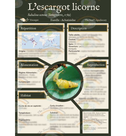 Image de présentation de la fiche espèce plastifiée de l'espèce Subulina octona rédigée par The Snail's Apothecary.